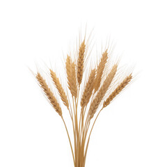 Fototapeta premium A bunch of ripe wheat stalks isolated on transparent background