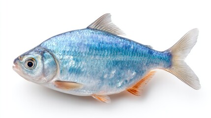 Fototapeta premium Silvery Blue Ornamental Fish With Speckled Fins Isolated on White Background
