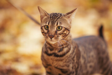 Exploring autumn trails with a leopard-spotted bengal cat on a leash, enjoying the crisp air and colorful foliage with a curious spirit