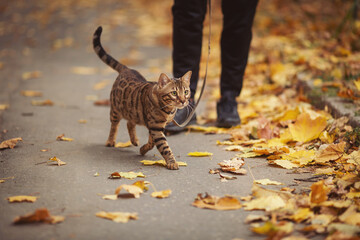 Walking a curious bengal cat on a leash amid colorful autumn leaves for a fun and healthy outdoor...
