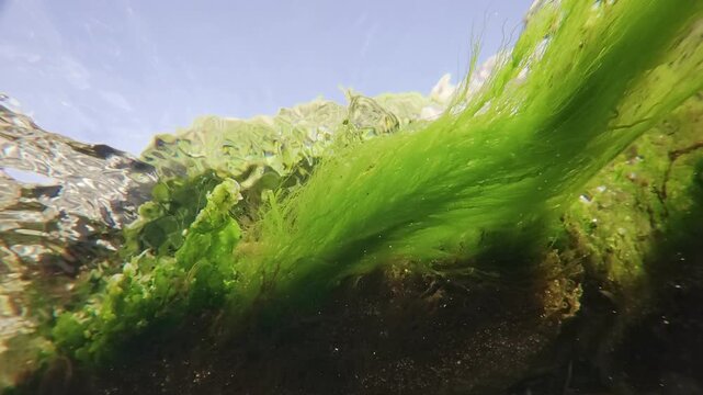 Underwater view of long filaments of green algae Cladophora developing in water current against blue sky and coastal rocks background, slow motion 