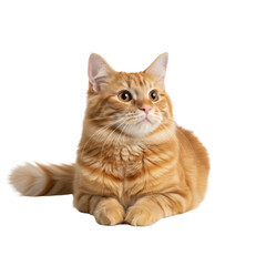 Obraz premium Captivating ginger feline portrait, showcasing its luminous amber gaze and soft fur, isolated