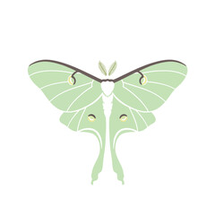 Beautiful Luna Moth Illustration.