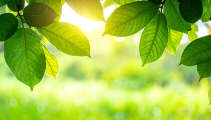 Natural green leaves plants using as spring ans summer background cover page, ecology wallpaper