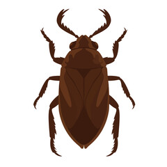 Brown Water Beetle Insect Illustration.
