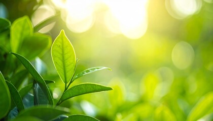 Natural green leaves plants using as spring ans summer background cover page, ecology wallpaper