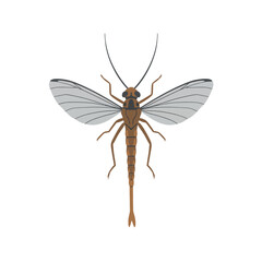 Stonefly insect illustration on a white background.