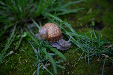 A snail crawls on the grass. A large snail in nature. An animal with a shell.