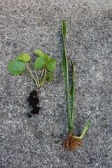 Una planta de sansevieria y otra de pilea peperomioides con sus raíces vistas desde arriba sobre fondo de asfalto grisáceo.