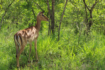 A female Impala (Aepyceros melampus) also known as rooibok, with its distinctive markings, stands alert amidst the shade of the African Bushveld in summer at South Africa's Kruger National Park