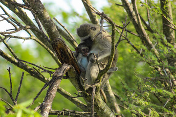 An infant Vervet Monkey (Chlorocebus pygerythrus) suckling while nestled close to its mother, amidst the branches of an acacia tree in Kruger National Park, South Africa