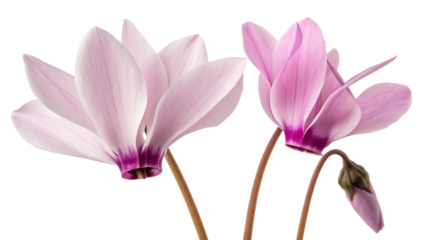 Cyprus cyclamen flower cut out isolated on white background PNG. AI GENERATED.