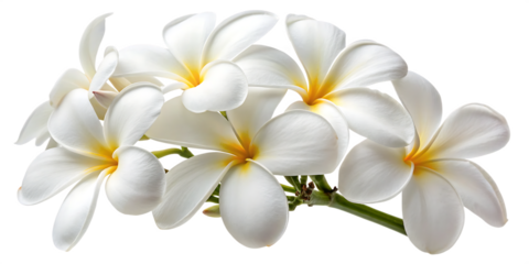 A bouquet of white plumeria flowers with yellow centers and green stems on a black background isolated on a transparent background