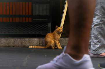 A red cat on the side of the street looks at people