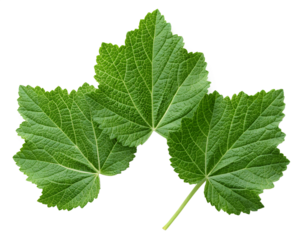  jews mallow isolated on transparent white background full depth of field clipping path