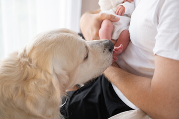 Obraz premium A dog looks at a newborn baby lying on a bed at home. Concept of friendship between children and dogs. Prevention of animal allergies.