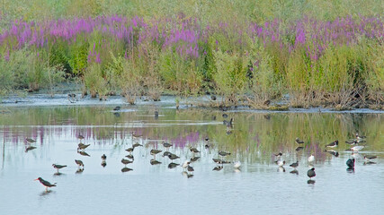 Eurasian oystercatchers, lapwings, gulls and coots in the marsh of Bourgoyen nature reserve, Ghent, Flanders, Belgium