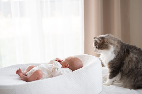 A cat watches a newborn baby at home. The concept of friendship between children and pets. Preventing allergies in animals from birth.