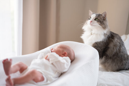 A cat watches a newborn baby at home. The concept of friendship between children and pets. Preventing allergies in animals from birth.