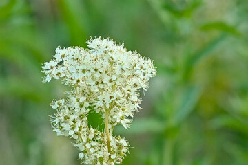 Closeup of the white flowers of meadowsweet, selective focus on a green bokeh background - Filipendula ulmaria 
