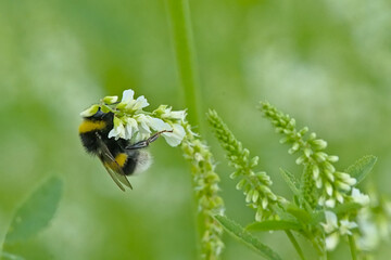  Bumble bee on a white sweetclover flowers, selective focus on a green bokeh background - Melilotus albus - bombus 