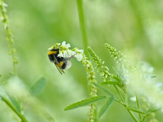  Bumble bee on a white sweetclover flowers, selective focus on a green bokeh background - Melilotus albus - bombus 