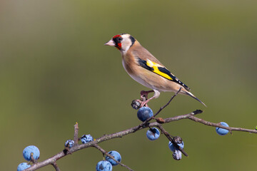 Goldfinch, Carduelis carduelis, resting on a blackthorn tree with blue fruits. red, yellow, brown, black and white feathers. Green natural background. Blurred background. Close up. Copy space.