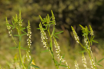 White sweetclover flowers, selective focus on a green bokeh background - Melilotus albus 
