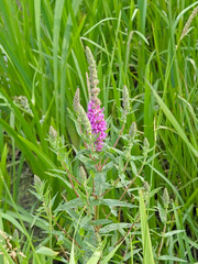  Loosestrife plant with buds and purple flowers in the marsh - Lythrum salicaria 