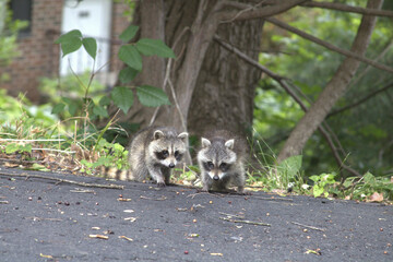 Two baby raccoons sitting in a residential driveway © Sporescreen