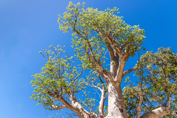 Looking up into the Gija Jumulu (Giant Boab) tree in Kings Park and Botanic Garden, Perth, Western Australia, WA, Australia