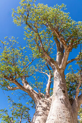 Looking up into the Gija Jumulu (Giant Boab) tree in Kings Park and Botanic Garden, Perth, Western Australia, WA, Australia