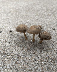Cluster of brown mushrooms growing in the sand