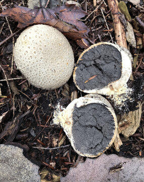 Cut open puffball mushroom with a dark gleba next to an intact one