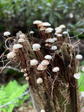 Clusters of Tiny White Mushrooms on Frayed Tree Stump, potentially Marasmius Perforans