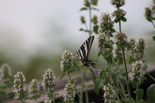 Zebra swallowtail butterfly Eurytides marcellus on flower 