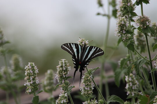 Zebra swallowtail butterfly Eurytides marcellus on flower 