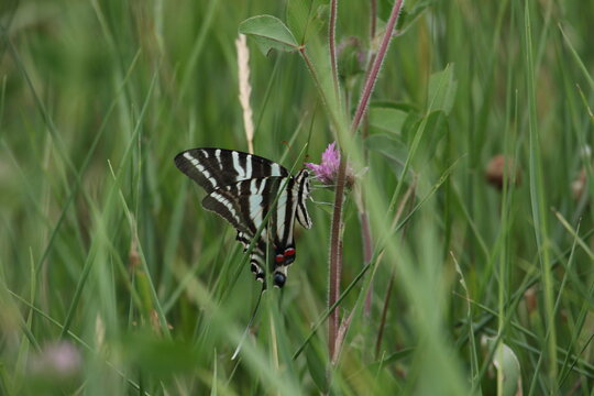 Zebra swallowtail butterfly Eurytides marcellus 