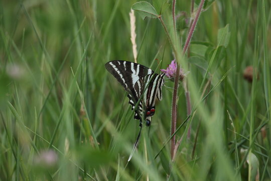 Zebra swallowtail butterfly Eurytides marcellus 