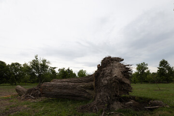 Tornado damage in Forest Park, St. Louis, Missouri after May 16, 2025 tornado