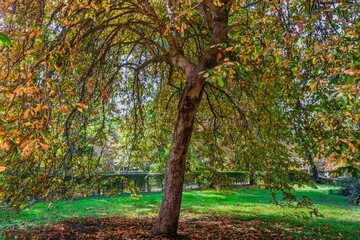 Obraz premium Autumn, forest, El Retiro Park, Madrid, Spain, Europe
