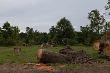 Tornado damage in Forest Park, St. Louis, Missouri after May 16, 2025 tornado