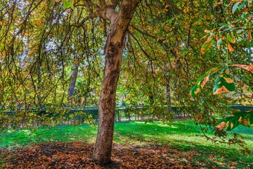 Obraz premium Autumn, forest, El Retiro Park, Madrid, Spain, Europe