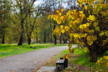 Beautiful autumn park areas on a cloudy day.