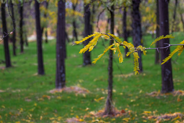 Beautiful autumn park areas on a cloudy day.