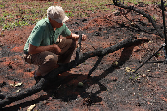 Man inspecting The Charred Remains of a Brush Fire possibly Arson in the Northwest section of Brasilia