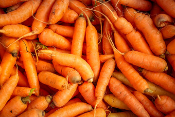 Close-up of freshly harvested carrots with natural texture and earthy tones. Organic orange root vegetables background, symbolizing health, nutrition, and sustainable farming.