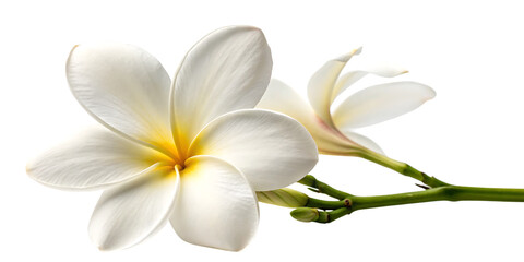 Two White Plumeria Flowers Stem
