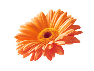 Vibrant Orange Gerbera Daisy With A Dark Center Transparent Background Flower