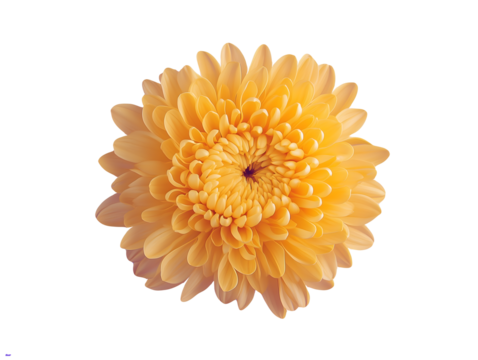 Detailed close up of a fully bloomed golden orange chrysanthemum flower head